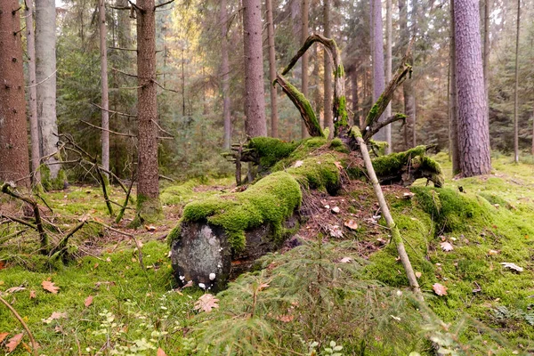 양지에 곰팡이 숲이요 바닥에 발합니다 장작더미와 그림자가 매혹적으로 보이게 — 스톡 사진