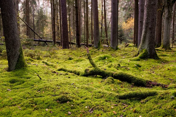 Les Mossy Slunci Světlo Prosvítá Listím Lesní Půdě Bizarní Suché — Stock fotografie