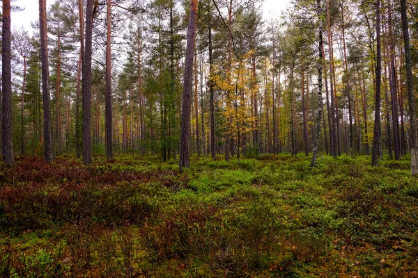 Δάσος Μόσι Στη Λιακάδα Φως Λάμπει Μέσα Από Φύλλα Στο — Φωτογραφία Αρχείου