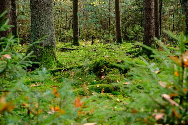 Les Mossy Slunci Světlo Prosvítá Listím Lesní Půdě Bizarní Suché — Stock fotografie
