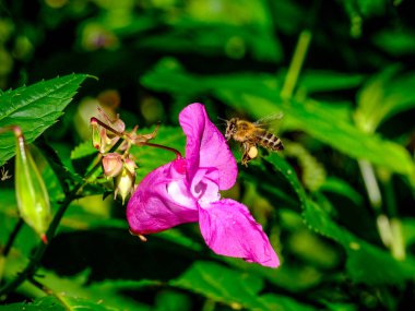 Güneşli bir günde Almanya 'da çekilen yabani arıların yiyecek arayışında olduğu yakın plan.. 