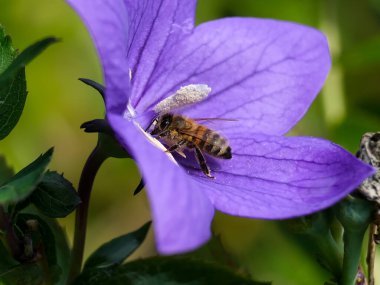 Güneşli bir günde Almanya 'da çekilen yabani arıların yiyecek arayışında olduğu yakın plan.. 