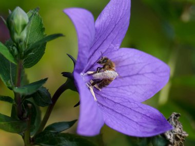 Güneşli bir günde Almanya 'da çekilen yabani arıların yiyecek arayışında olduğu yakın plan.. 