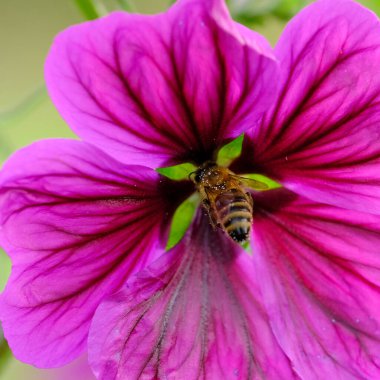 Güneşli bir günde Almanya 'da çekilen yabani arıların yiyecek arayışında olduğu yakın plan.. 