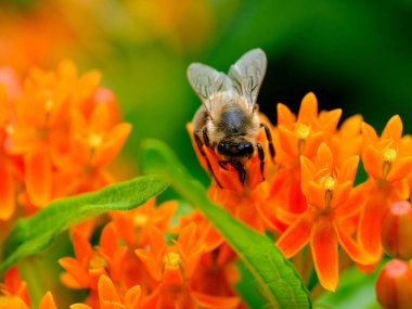 Güneşli bir günde Almanya 'da çekilen yabani arıların yiyecek arayışında olduğu yakın plan.. 
