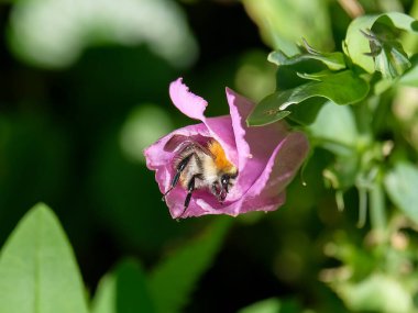 Güneşli bir günde Almanya 'da çekilen yaban arıları yiyecek arıyor.. 