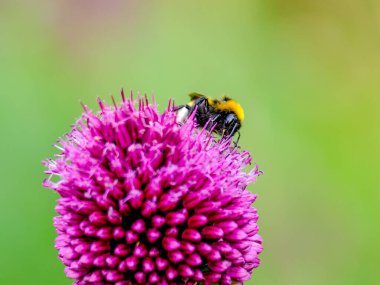 Güneşli bir günde Almanya 'da çekilen yaban arıları yiyecek arıyor.. 