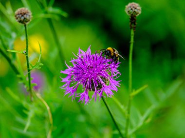 Güneşli bir günde Almanya 'da çekilen yaban arıları yiyecek arıyor.. 