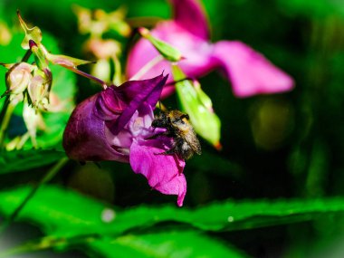 Güneşli bir günde Almanya 'da çekilen yaban arıları yiyecek arıyor.. 