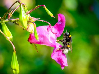 Güneşli bir günde Almanya 'da çekilen yaban arıları yiyecek arıyor.. 