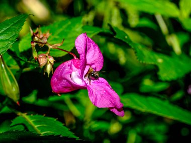 Güneşli bir günde Almanya 'da çekilen yaban arıları yiyecek arıyor.. 