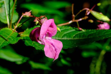Güneşli bir günde Almanya 'da çekilen yaban arıları yiyecek arıyor.. 