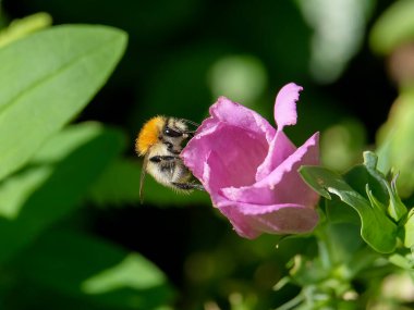 Güneşli bir günde Almanya 'da çekilen yaban arıları yiyecek arıyor.. 