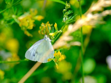 Güneşli bir günde Almanya 'da çekilmiş yiyecek arayan güzel bir kelebeğin yakın çekimi..