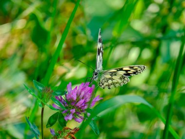 Güneşli bir günde Almanya 'da çekilmiş yiyecek arayan güzel bir kelebeğin yakın çekimi..