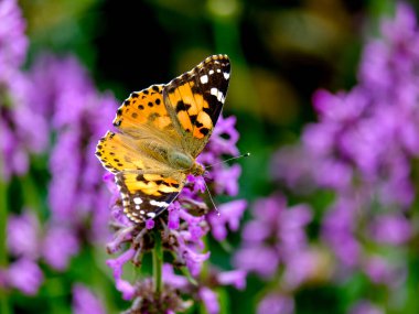 Güneşli bir günde Almanya 'da çekilmiş yiyecek arayan güzel bir kelebeğin yakın çekimi..
