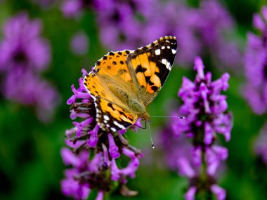 Güneşli bir günde Almanya 'da çekilmiş yiyecek arayan güzel bir kelebeğin yakın çekimi..