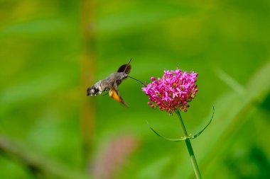 Güneşli bir günde Almanya 'da çekilen, yiyecek arayan güvercin kuyruğunun yakın çekimi..