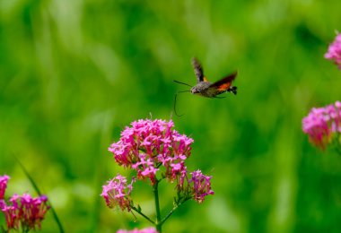 Güneşli bir günde Almanya 'da çekilen, yiyecek arayan güvercin kuyruğunun yakın çekimi..
