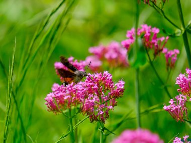 Güneşli bir günde Almanya 'da çekilen, yiyecek arayan güvercin kuyruğunun yakın çekimi..