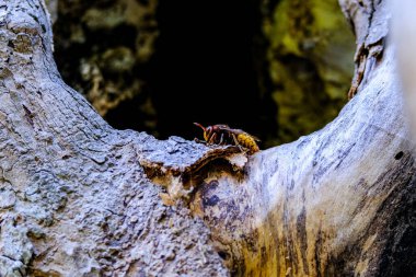 Güneşli bir günde Almanya 'da çekilen, yiyecek arayan güzel bir böceğin yakın çekimi..