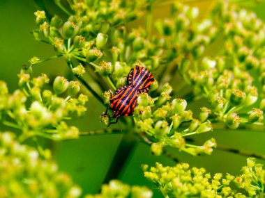 Güneşli bir günde Almanya 'da çekilen, yiyecek arayan güzel bir böceğin yakın çekimi.. 