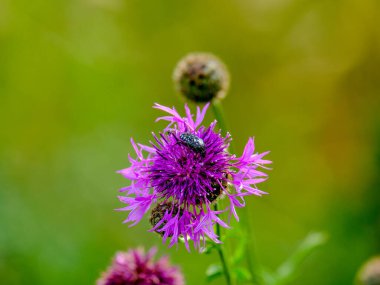 Güneşli bir günde Almanya 'da çekilen, yiyecek arayan güzel bir böceğin yakın çekimi.. 