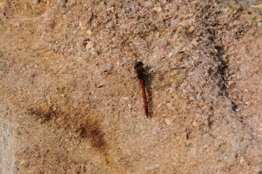 Yiyecek arayan güzel bir yusufçuğun yakın çekimi güneşli bir günde Almanya 'da çekildi.. 