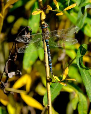 Yiyecek arayan güzel bir yusufçuğun yakın çekimi güneşli bir günde Almanya 'da çekildi.. 