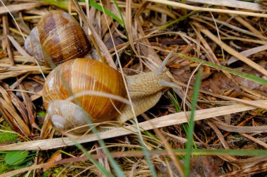 Güneşli bir günde Almanya 'da çekilen, yiyecek arayan, güzel, kahverengi bir üzüm salyangozunun yakın çekimi.. 