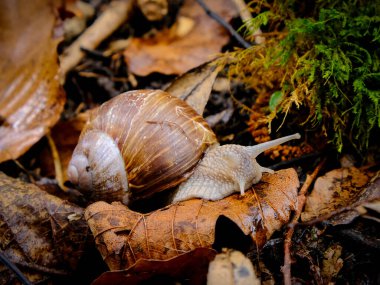 Güneşli bir günde Almanya 'da çekilen, yiyecek arayan, güzel, kahverengi bir üzüm salyangozunun yakın çekimi.. 
