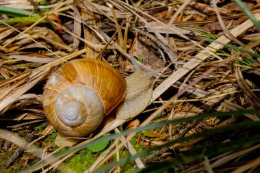 Güneşli bir günde Almanya 'da çekilen, yiyecek arayan, güzel, kahverengi bir üzüm salyangozunun yakın çekimi.. 