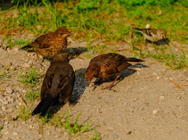 Güneşli bir günde Almanya 'da yiyecek arayan genç ve güzel karatavukların yakın çekimi.. 