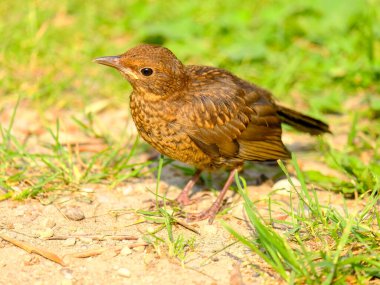 Güneşli bir günde Almanya 'da yiyecek arayan genç ve güzel karatavukların yakın çekimi.. 