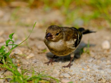Güneşli bir günde Almanya 'da çekilen ve yiyecek arayan genç bir papatyanın yakın çekimi.. 