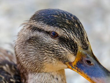 Güneşli bir günde Almanya 'da yiyecek arayan genç ve güzel bir ördeğin yakın çekimi.. 