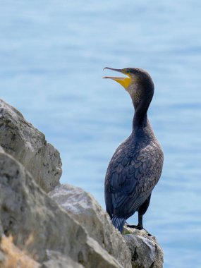 Güneşli bir günde Almanya 'da yiyecek arayan genç ve güzel bir su kuşunun yakın çekimi.. 