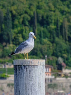 Güneşli bir günde Almanya 'da yiyecek arayan genç ve güzel bir su kuşunun yakın çekimi.. 