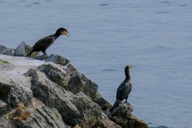 Güneşli bir günde Almanya 'da yiyecek arayan genç ve güzel bir su kuşunun yakın çekimi.. 