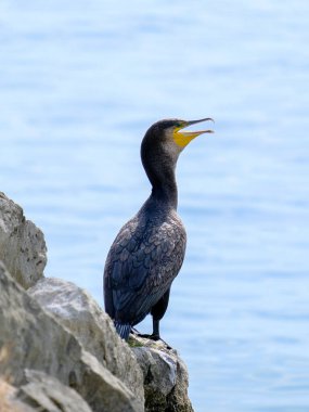 Güneşli bir günde Almanya 'da yiyecek arayan genç ve güzel bir su kuşunun yakın çekimi.. 
