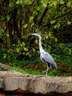 Güneşli bir günde Almanya 'da yiyecek arayan genç ve güzel bir su kuşunun yakın çekimi.. 