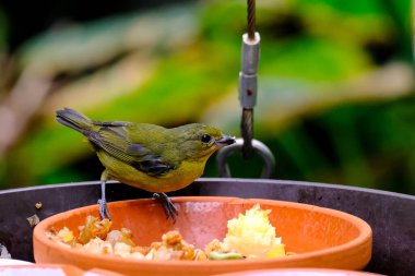 Güneşli bir günde Almanya 'da yiyecek arayan genç ve güzel bir kuşun yakın çekimi.. 