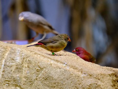 Güneşli bir günde Almanya 'da yiyecek arayan genç ve güzel bir kuşun yakın çekimi.. 