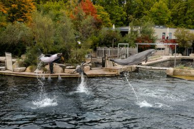 Güneşli bir günde Almanya 'da çekilen Nuremberg Hayvanat Bahçesi' ndeki bir gösteride zıplayan yunuslar.. 