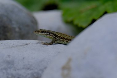 Young sand lizards looking for food, photographed in Germany on a sunny day.  clipart