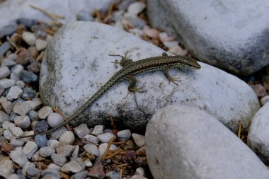 Yiyecek arayan genç kum kertenkeleleri güneşli bir günde Almanya 'da fotoğraflandı.. 
