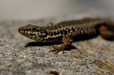 Yiyecek arayan genç kum kertenkeleleri güneşli bir günde Almanya 'da fotoğraflandı.. 