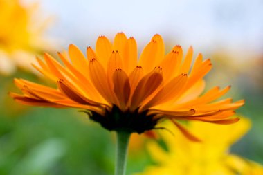 Almanya 'da yaz aylarında tarlalar güzel çiçek açan kadife çiçekleriyle doludur.. 