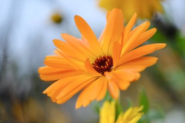 Almanya 'da yaz aylarında tarlalar güzel çiçek açan kadife çiçekleriyle doludur.. 