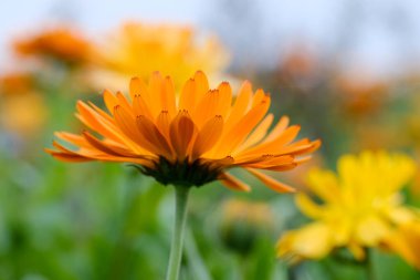Almanya 'da yaz aylarında tarlalar güzel çiçek açan kadife çiçekleriyle doludur.. 